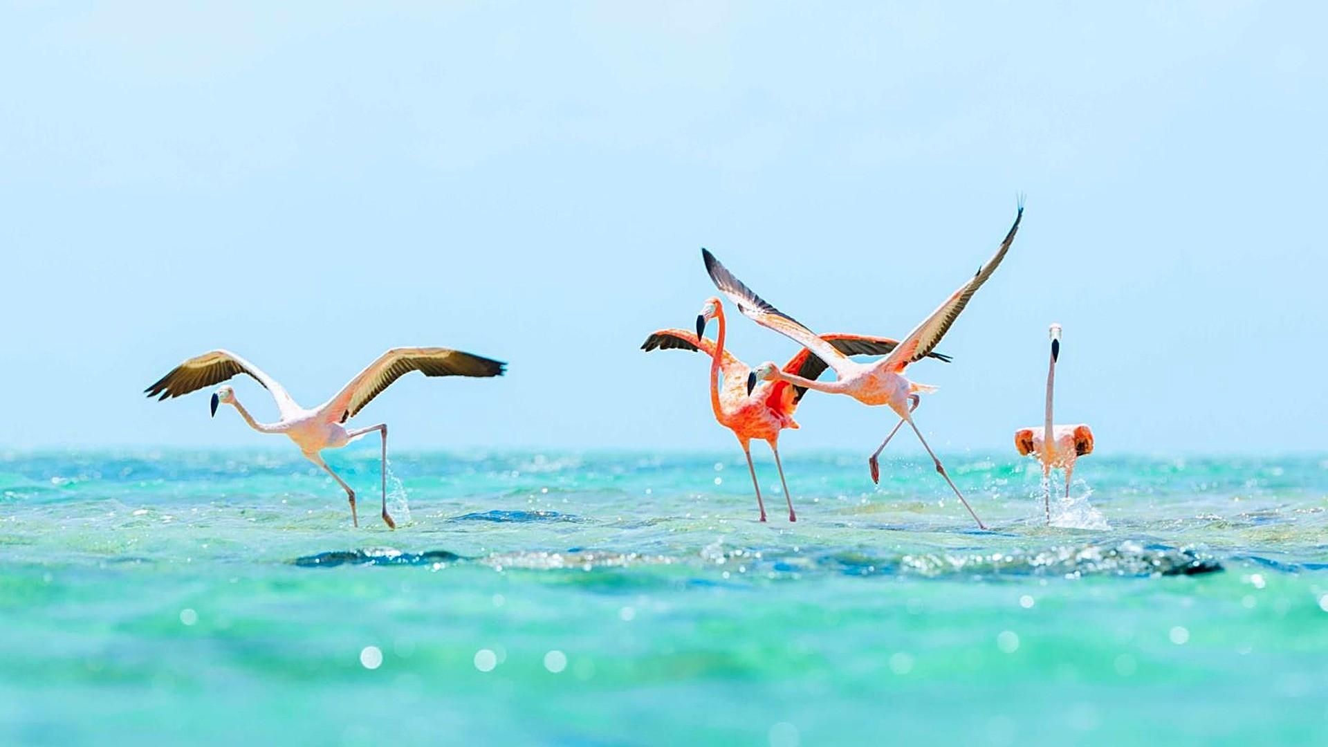 Flamingos turquoise