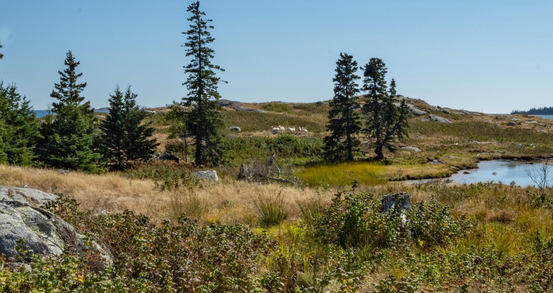 Fog Island – Private island in Maine, United States