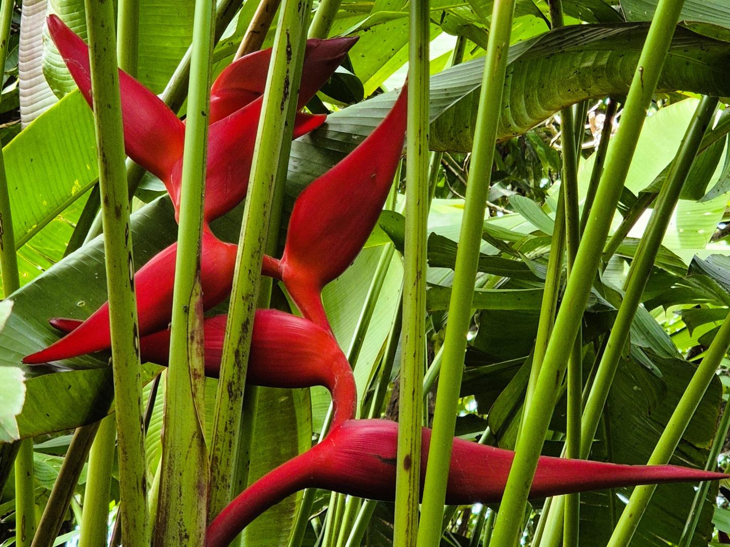Zopango Orchids Island – Private island in Nicaragua, Central America