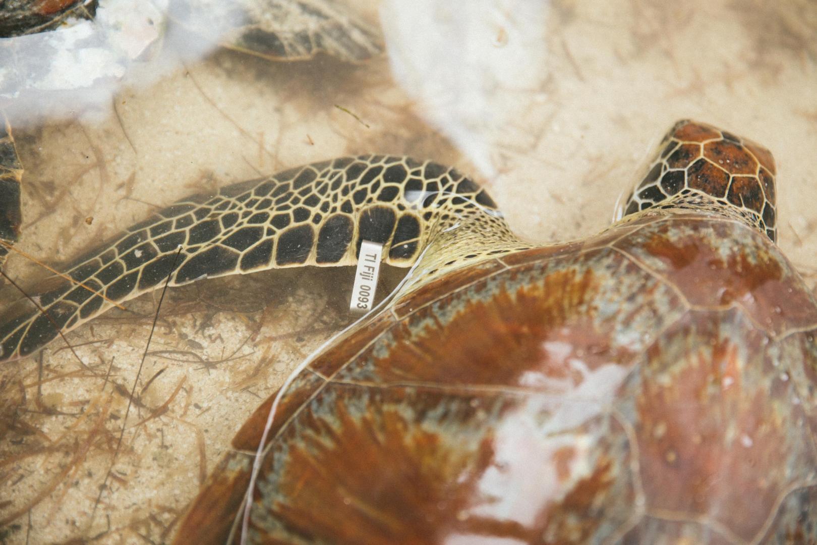 Turtle Island image