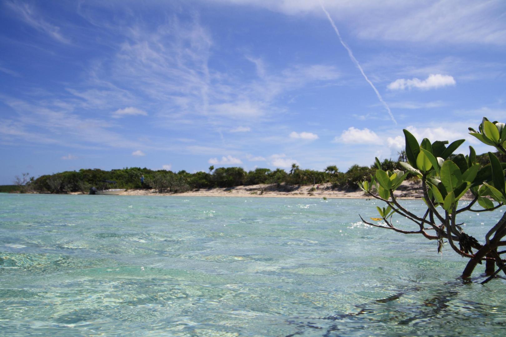 Jim Cay image