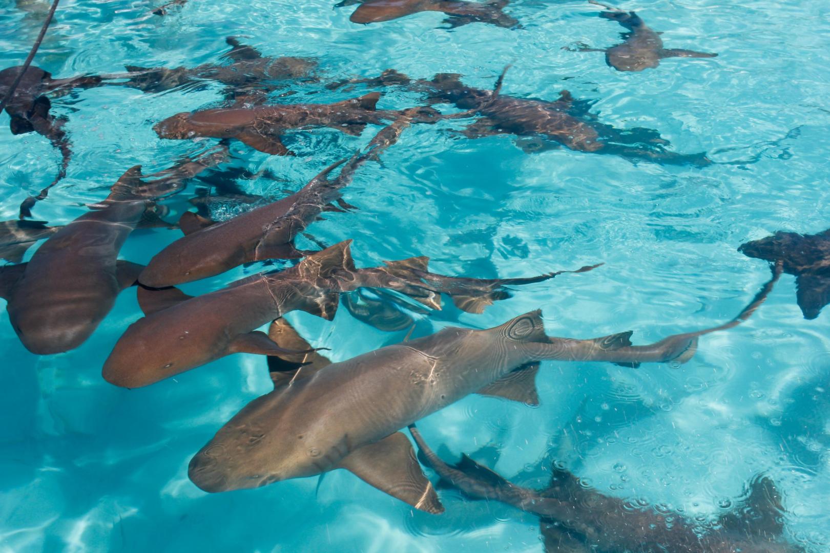 Choini Cay image