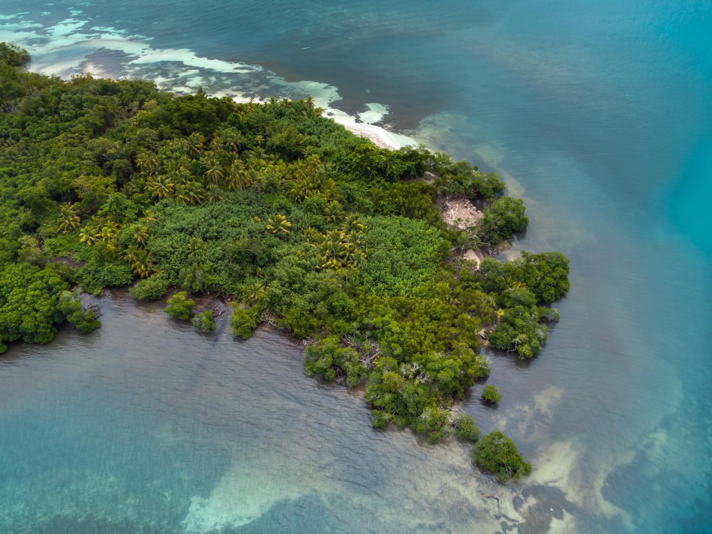 Rainforest Caye image
