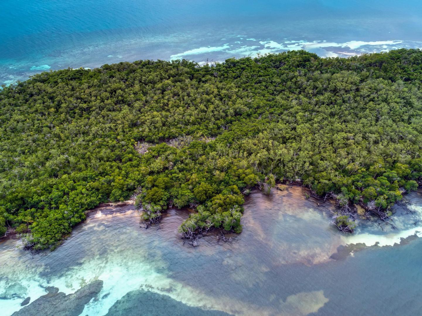Rainforest Caye image