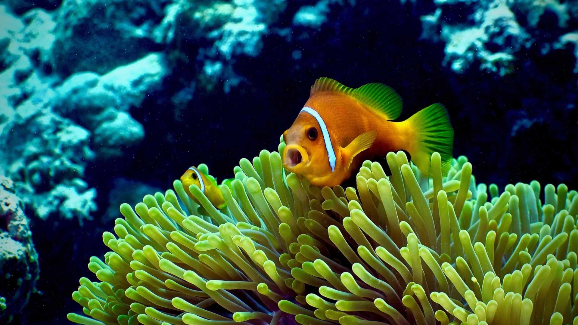 Raffles Maldives Meradhoo image