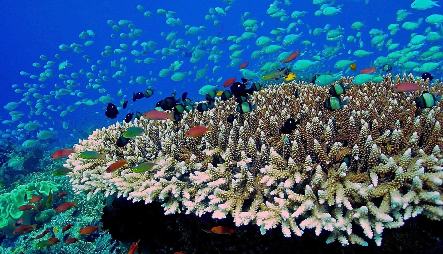Raffles Maldives Meradhoo image