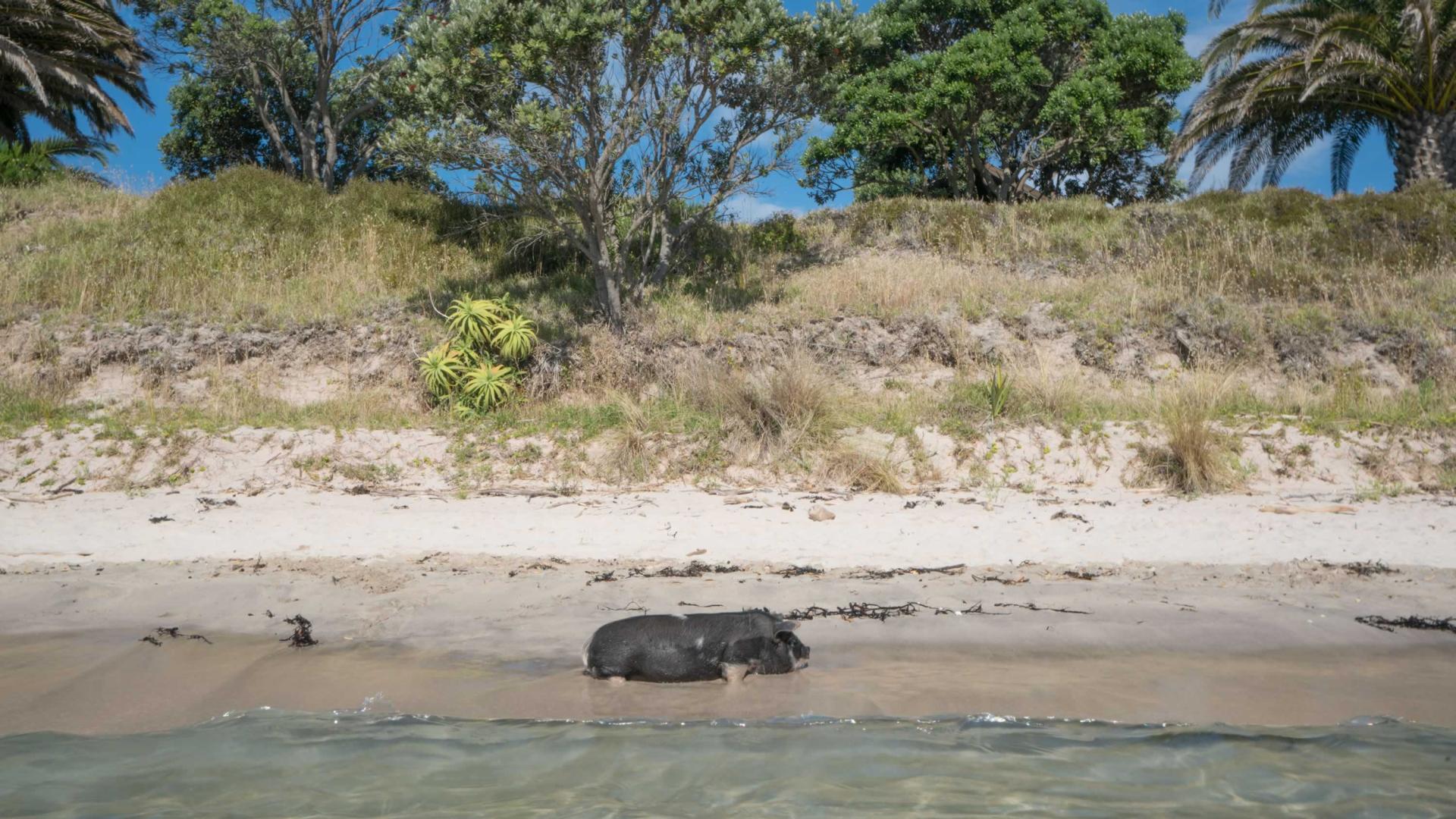 Slipper Island image