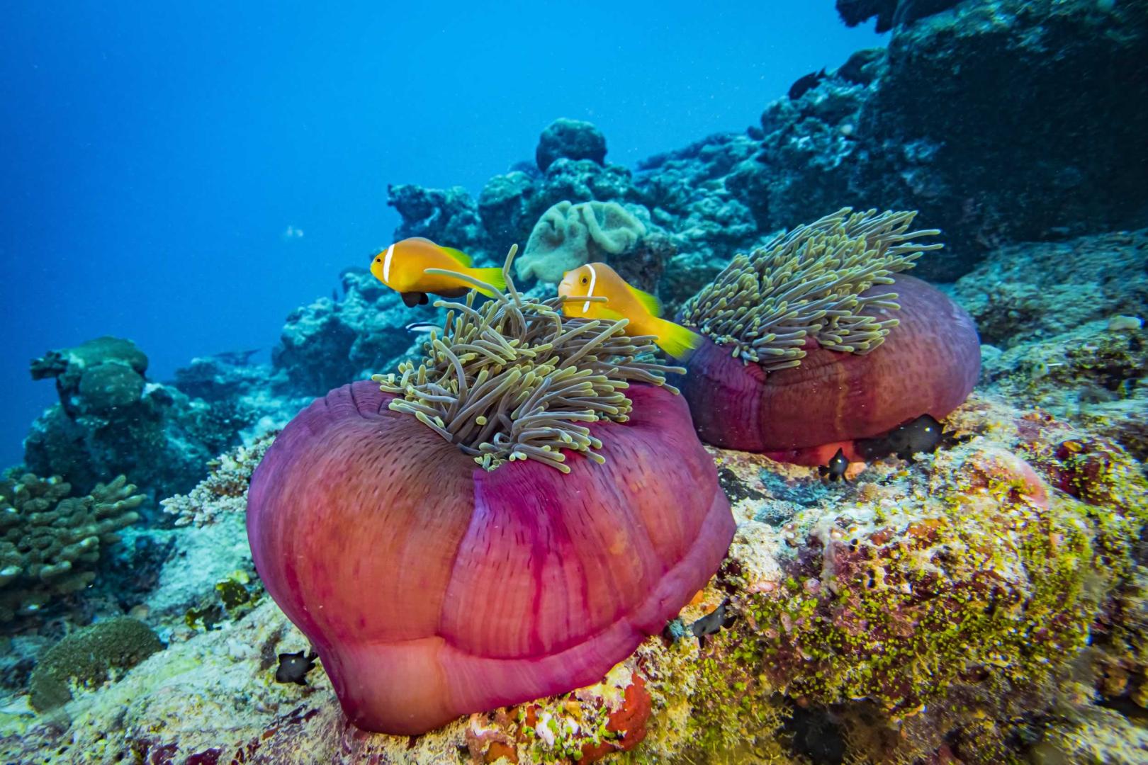 Movenpick Resort Kuredhivaru Maldives image