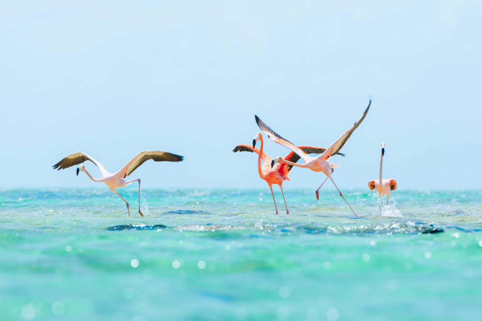 Ambergris Cay – Private island in Turks and Caicos, Caribbean