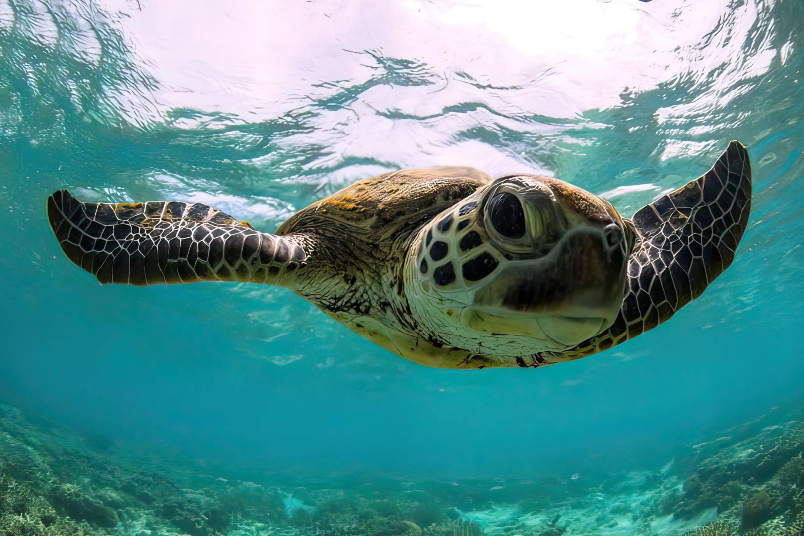 Heron Island – Private island in Australia, South Pacific