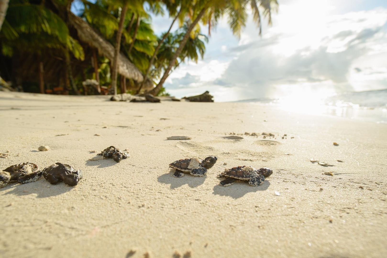 Calala Island – Private island in Nicaragua, Central America