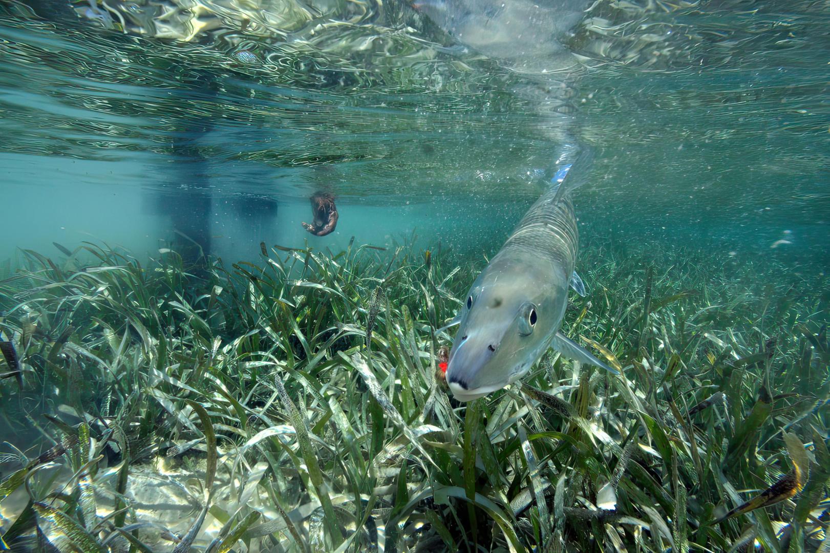 Fly Fishing Guanaja – Private island in Honduras, Central America
