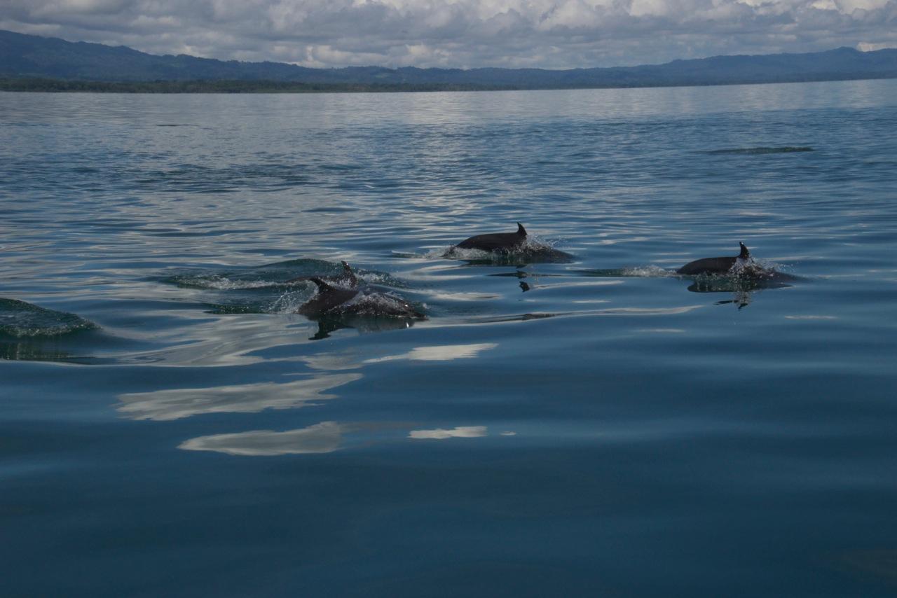 800-acre Golfito Bay Property – Private island in Costa Rica, Central America