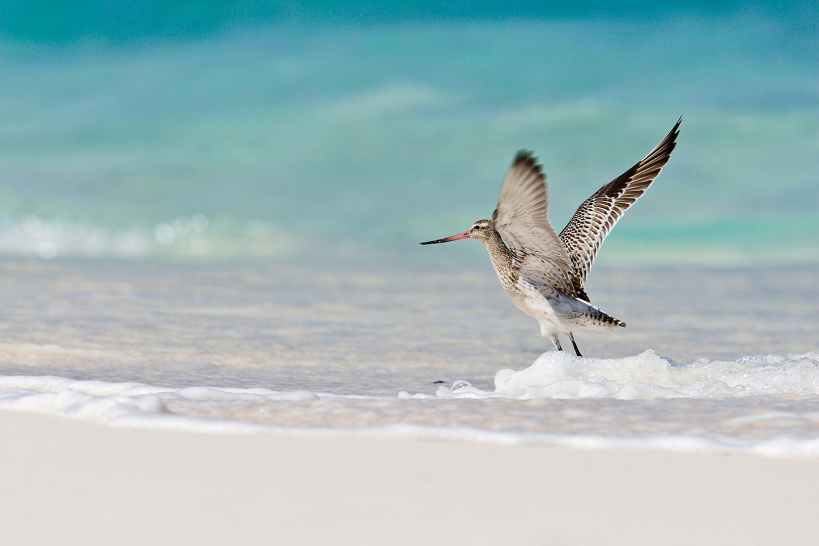 Bird Island – Private island in Seychelles, Africa
