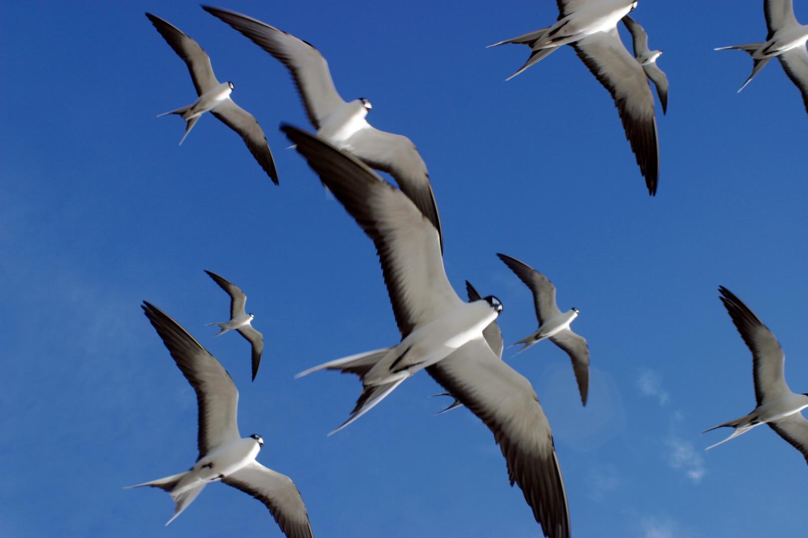 Bird Island – Private island in Seychelles, Africa