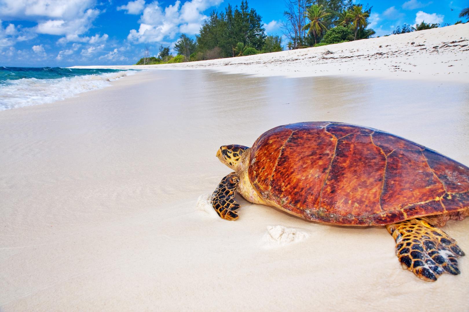 Bird Island – Private island in Seychelles, Africa