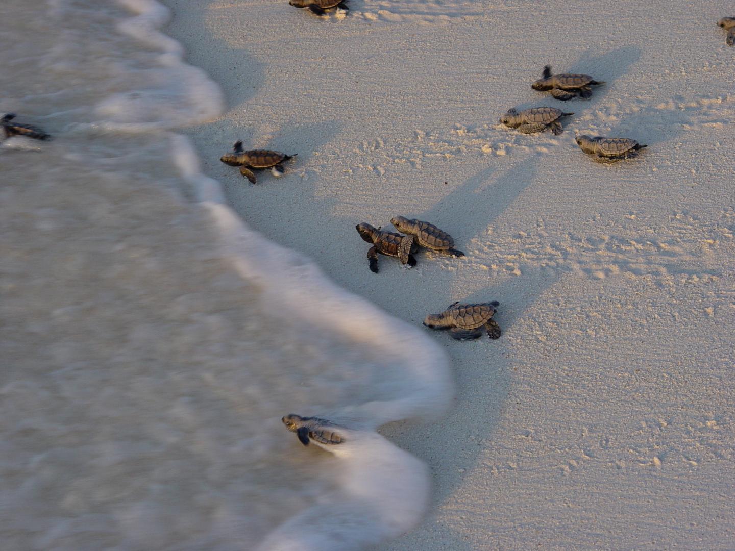 Bird Island – Private island in Seychelles, Africa