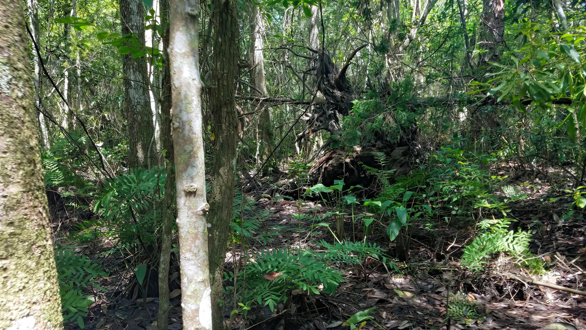 Breath of Life Sanctuary – Private island in Florida, United States