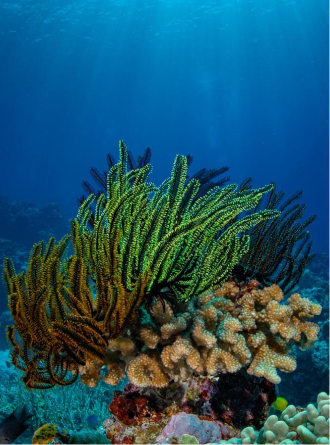 Dany Island – Private island in Vanuatu, South Pacific