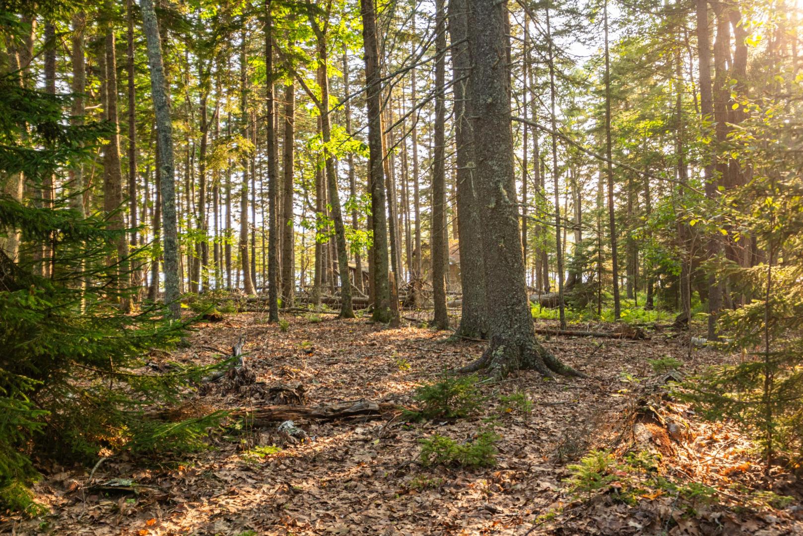 Upper Negro Island – Private island in Maine, United States