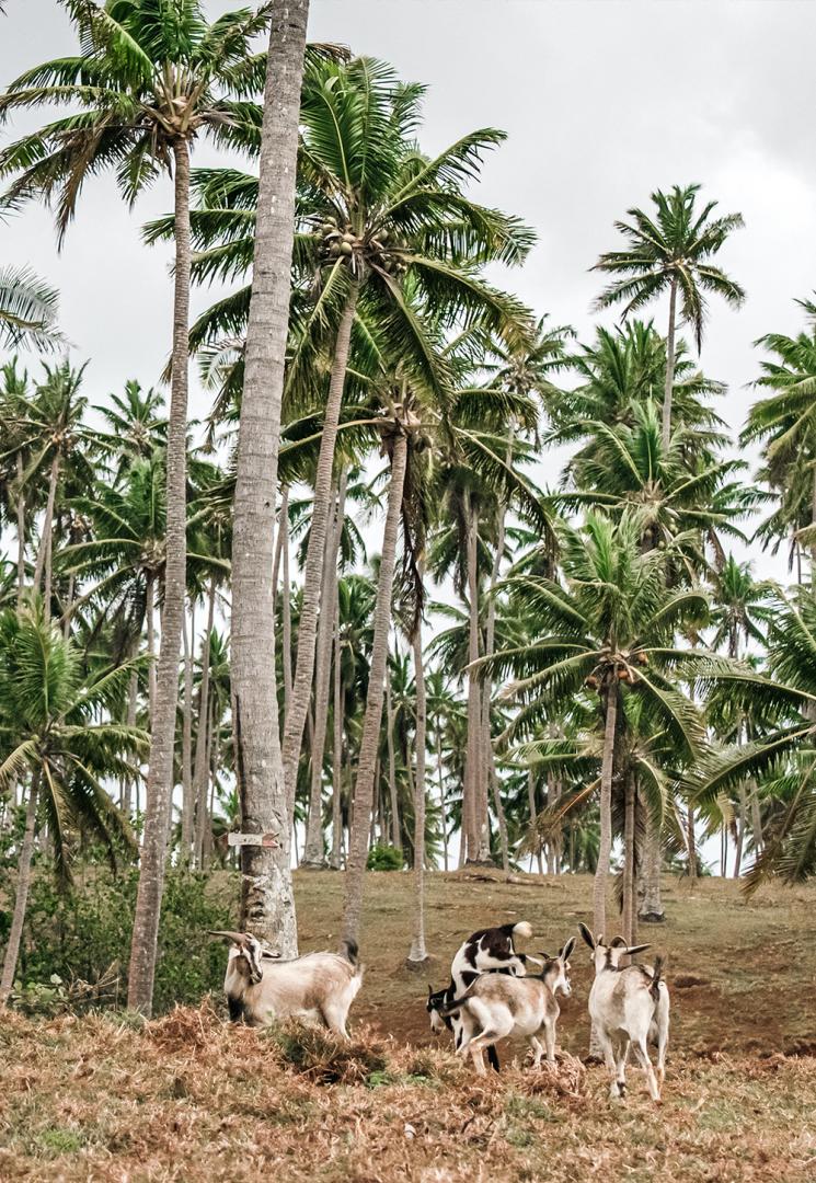 Matangi Private Island Resort – Private island in Fiji, South Pacific