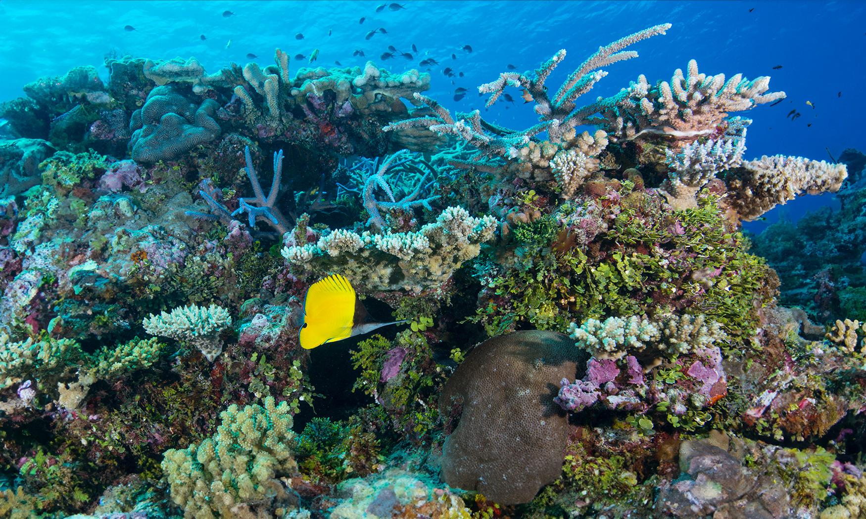 Matangi Private Island Resort – Private island in Fiji, South Pacific