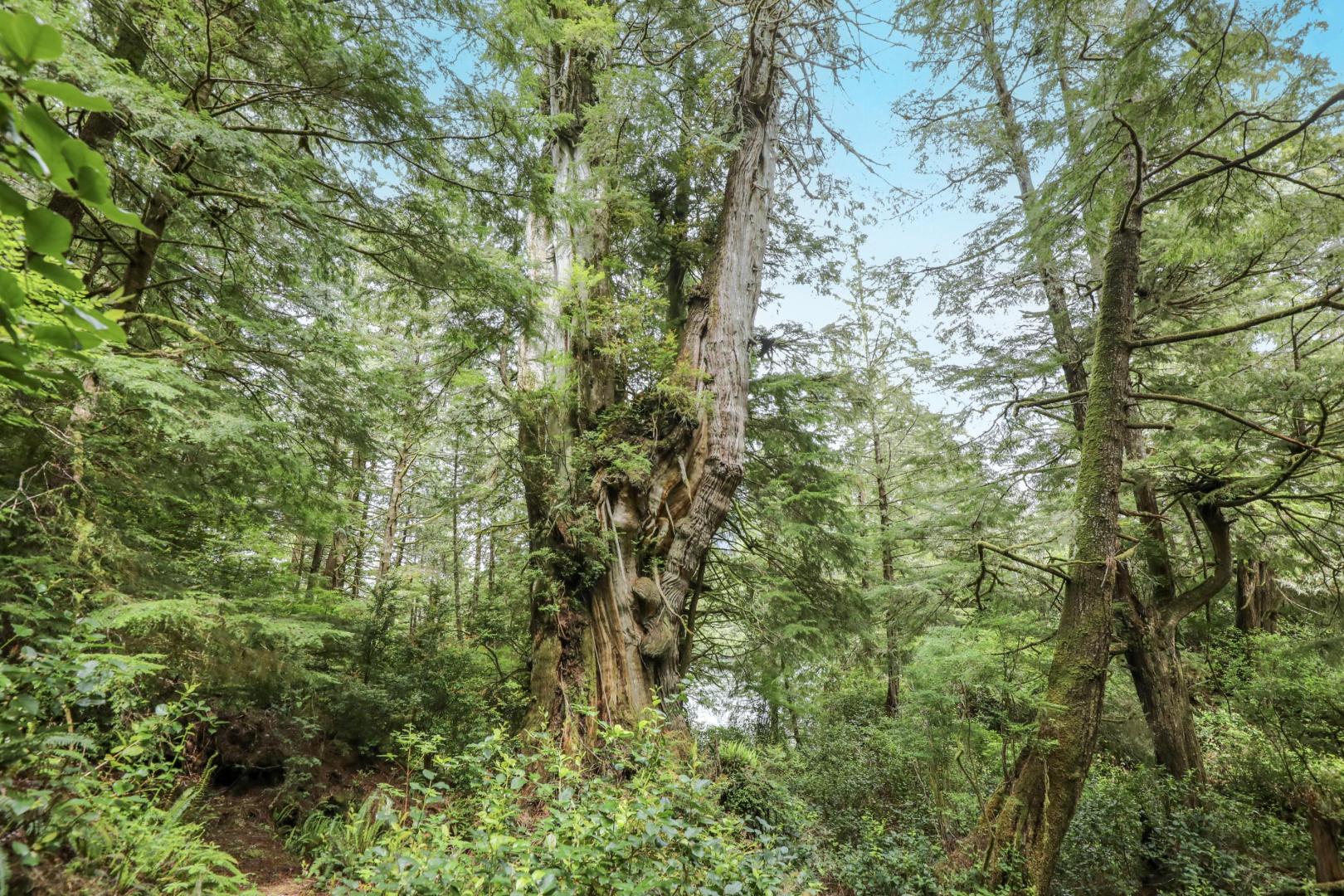 Neilson Island, Tofino BC – Private island in British Columbia, Canada