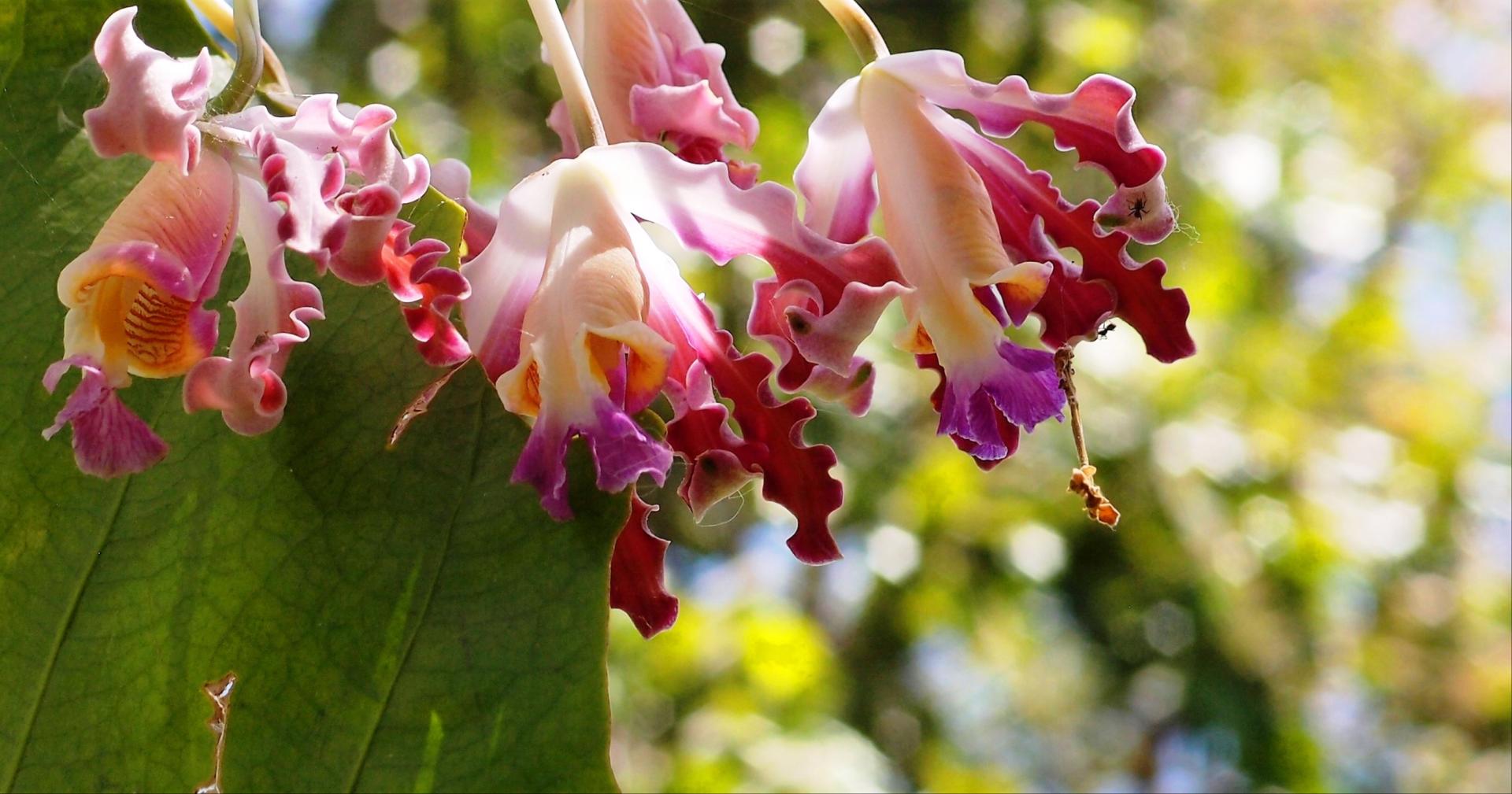 Zopango Orchids Island – Private island in Nicaragua, Central America