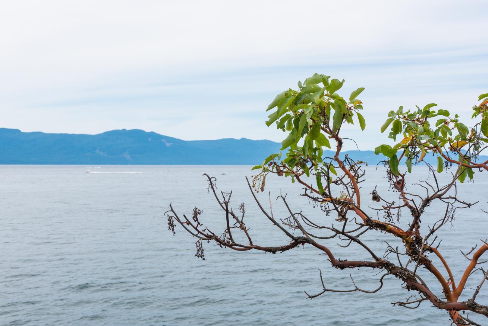 Whitestone Island image