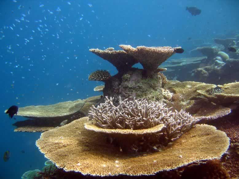 W Maldives image