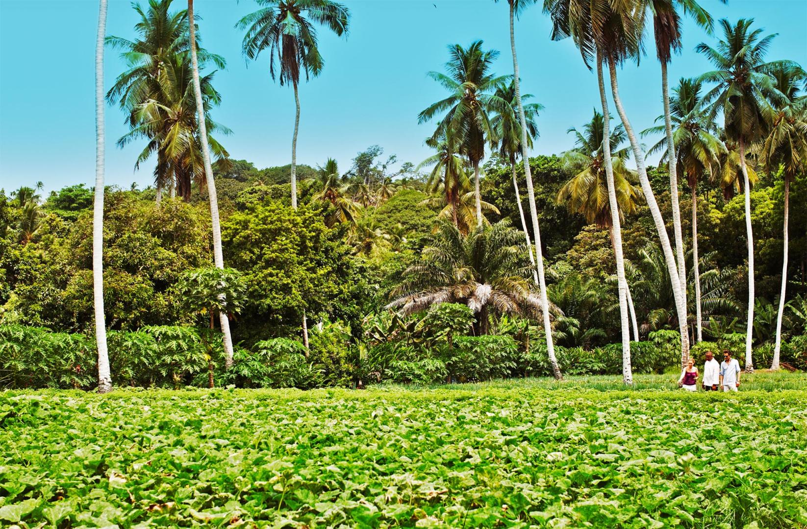Fregate Island Private image